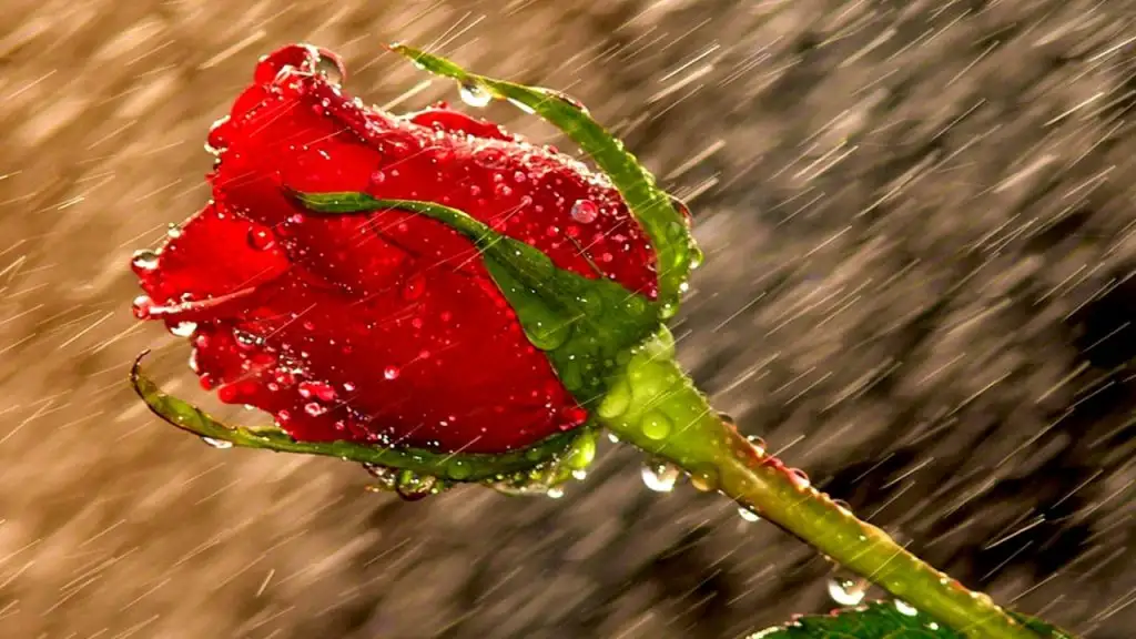 yagmur_ve_gul_2.webp