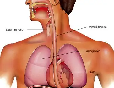 Yemek-Borusu.webp