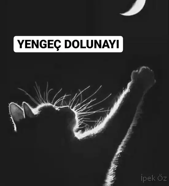 yengeç33 (1).webp