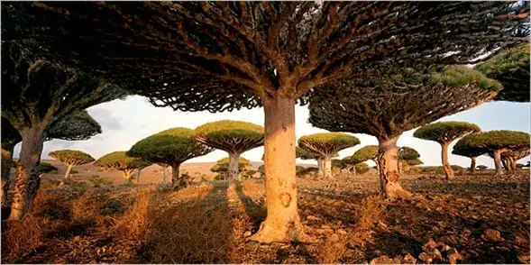yeryuzunun-gizemli-adasi-sokotra-ada-1208542.webp