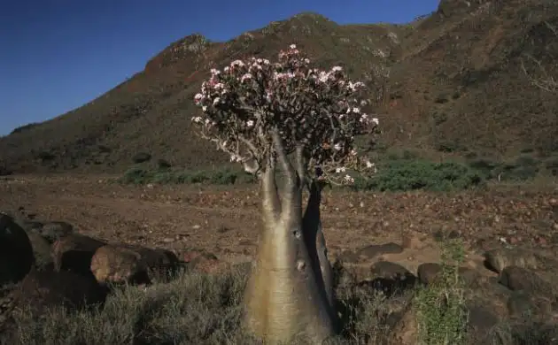 yeryuzunun-gizemli-adasi-sokotra-ada-1385950.webp