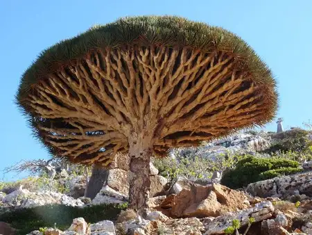 yeryuzunun-gizemli-adasi-sokotra-ada-1475381-Custom.webp