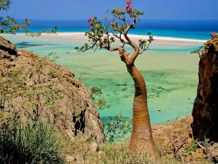 yeryuzunun-gizemli-adasi-sokotra-ada-1475382-Custom.webp