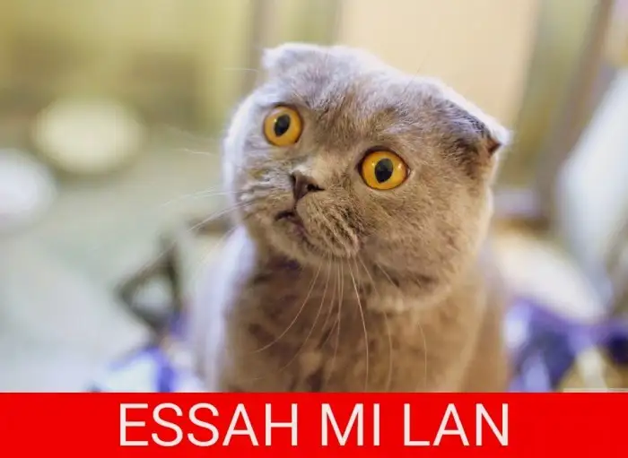 yesil-gozlu-erkekler_1826505.webp