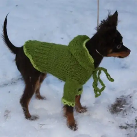 yeşil-örgü-köpek-giysisi.webp