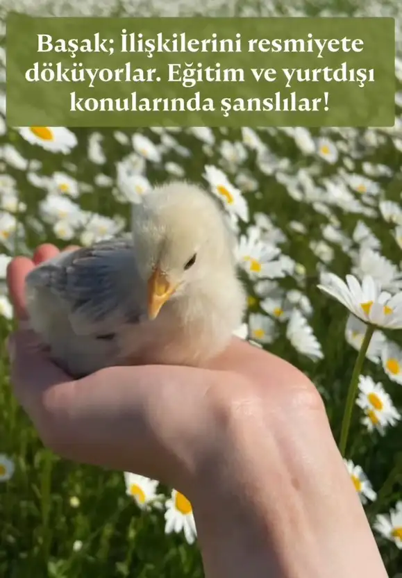 yıllık8 (7).webp