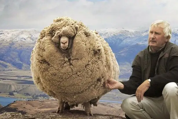 yk2sj-shrek-sheep.webp
