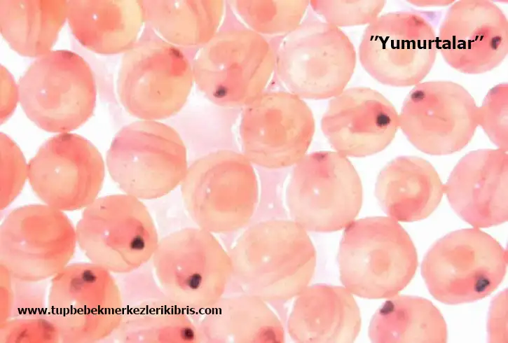 yumurta-donasyonu-1.webp