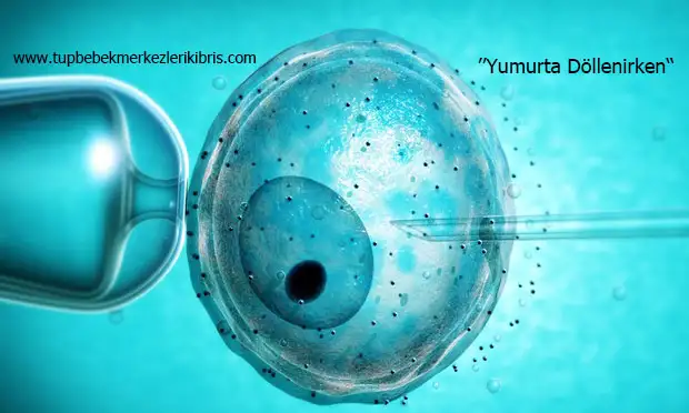 yumurta-donasyonu.webp