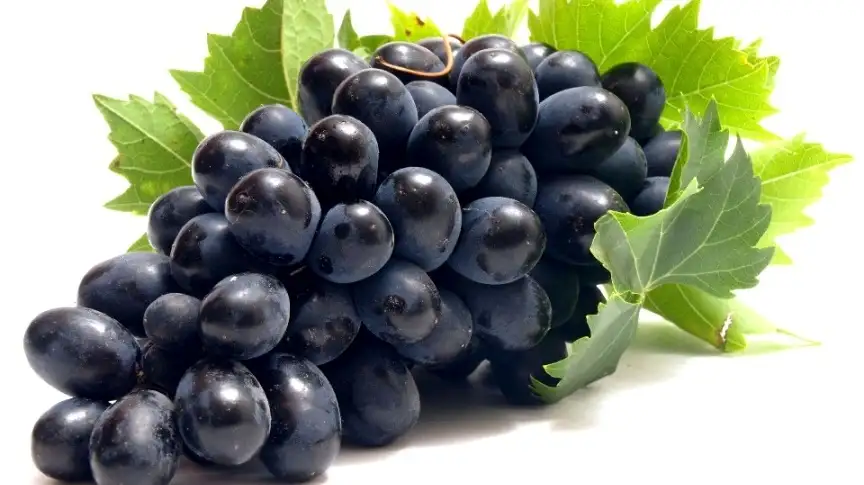 yumurtalik-kistine-karsi-siyah-uzum.webp