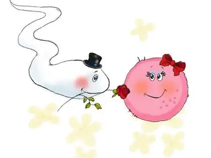 yumurtlama_gunu_hesaplamasi.webp