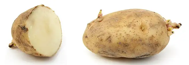 zararli-patates.webp