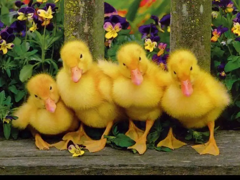 ZeynepEmre_halay_ekibi.webp