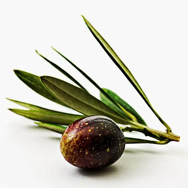 zeytin-yağı-çekirdeği-faydaları.webp