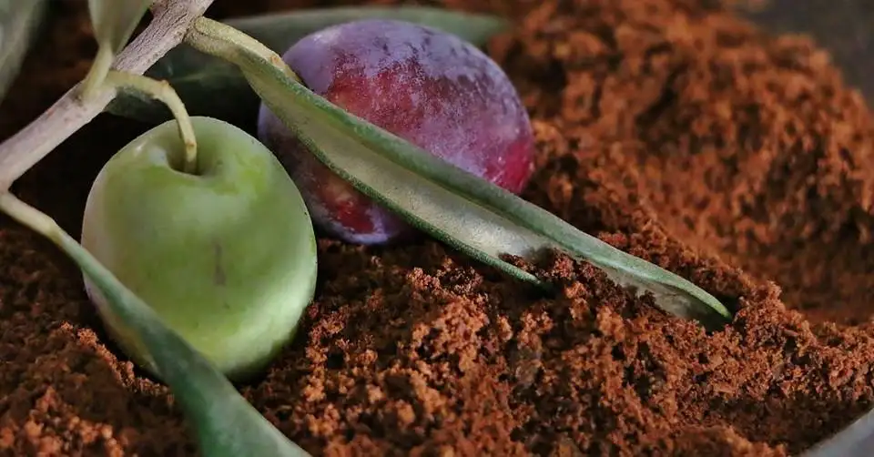 zeytin_kahvesi.webp