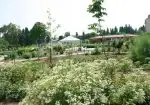 zeytinburnu-tibbi-bitkiler-bahcesi-04-e1418468802669-150x105.webp