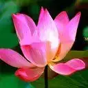 $flowers3.webp