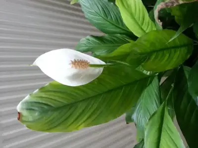 20150312_103907.webp