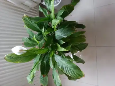 20150312_103911.webp