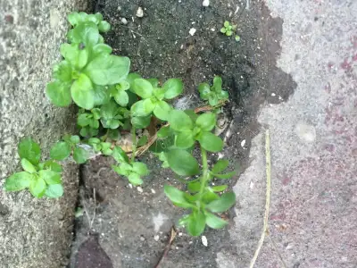 image.webp