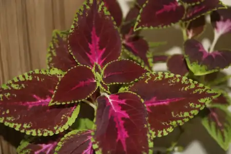 01 yaprakguzeli1.webp