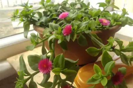 DSC05183 (Küçük).webp