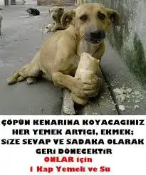 images.webp