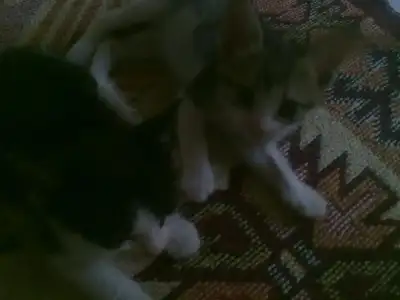 $25072011632.webp