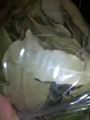 $030820111405.webp