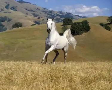 $1213088847_1280x1024_white-horse.webp