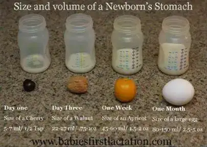 newborn_stomach.webp