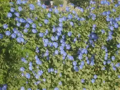 $sabah sefası uzak.webp