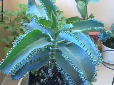 C__Data_Users_DefApps_AppData_INTERNETEXPLORER_Temp_Saved Images_15092012749.webp