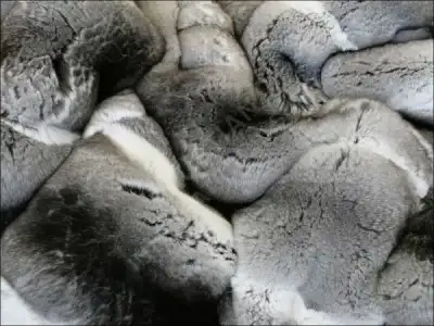 chinchilla-yakin goruntu.webp