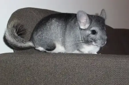 chinchilla resim 2.webp