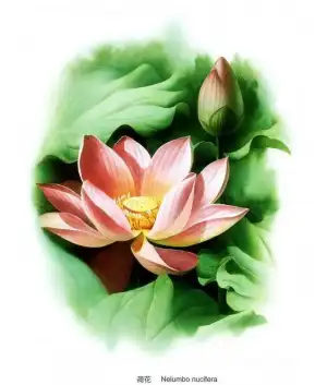$Zeng_Xiao_Lian_Flower (9).webp