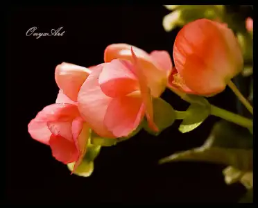 $Begonia_by_onyx2010.webp