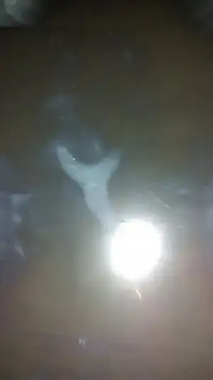 IMAG0262.webp