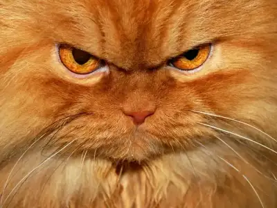garfi-grumpy-cat-22.webp