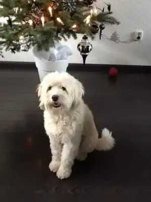 köpük yuıklbaşı.webp