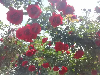 2016-05-16 10.04.51.webp