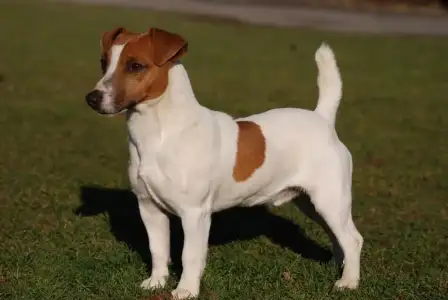 $jack_russell_petite.webp