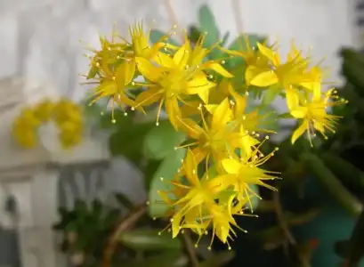 282841d1334397222-sedum-palmeri01.webp