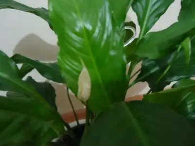 $DSC01473 (800x600).webp