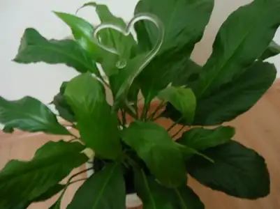 $DSC01474 (800x600).webp