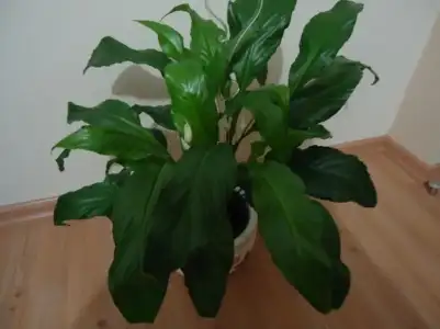 $DSC01475 (800x600).webp