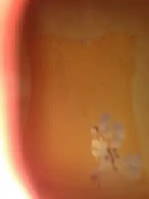 375.webp