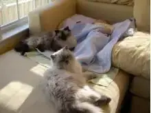$133631_n699189887_232963_5977kedi_ve_bebek.webp