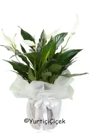 258_470.webp