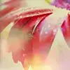 $001336g9.webp